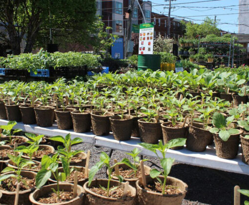 Scrappy Episode 5 - Greensgrow Farm - view of seedlings growing