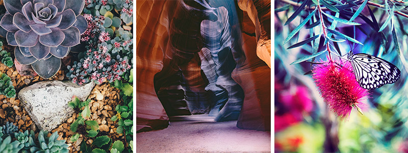 Trio of images featuring succulents, a canyon and a butterfly